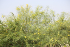 Parkinsonia aculeata